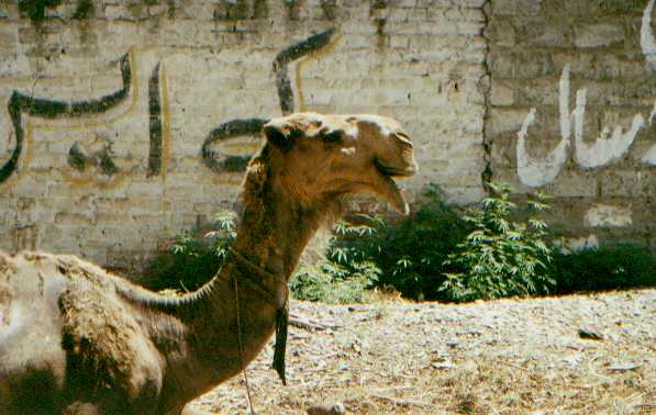 Camel and cannabis