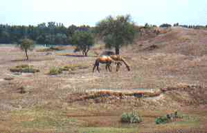 Camels grazing at Charsadda
